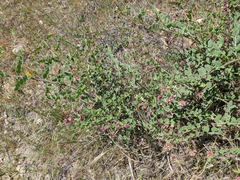 Hosackia crassifolia