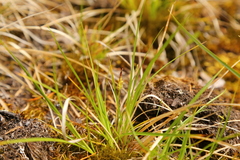 Carex rossii