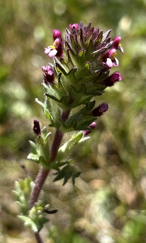 Broadleaf Glandweed