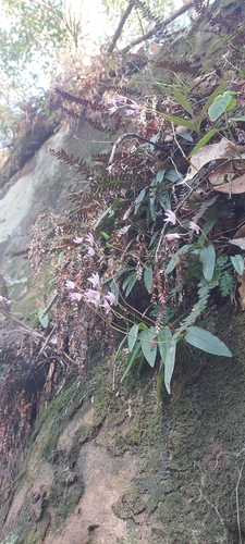 Dendrobium kingianum observed 2026-10-11