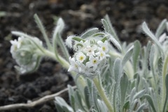 Oreocarya spiculifera