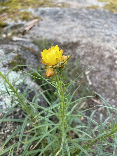 Xerochrysum bracteatum observed 2026-10-11