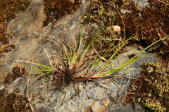 Carex rossii