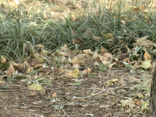 Little Bunting