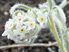 Oreocarya spiculifera