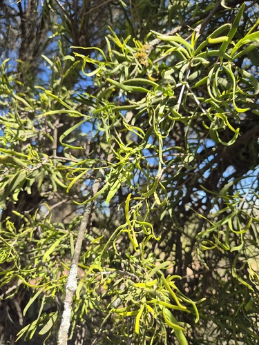 Lysiana exocarpi observed 2026-10-11