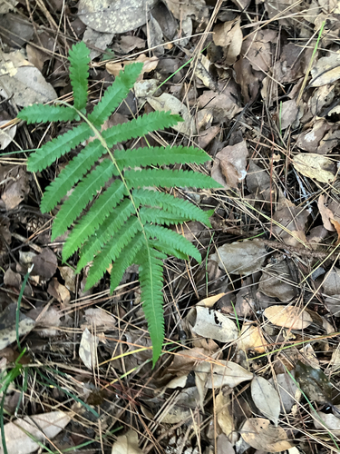 Christella acuminata observed 2026-10-11