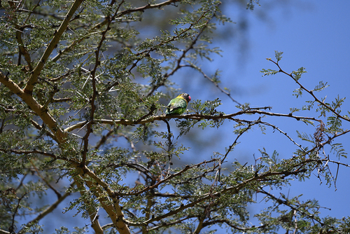 iNaturalist image