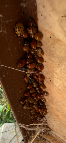 Asian Lady Beetle