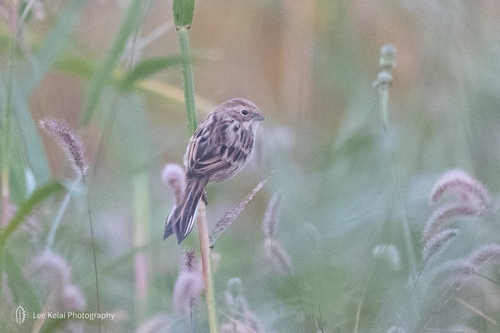 Pallas's Bunting