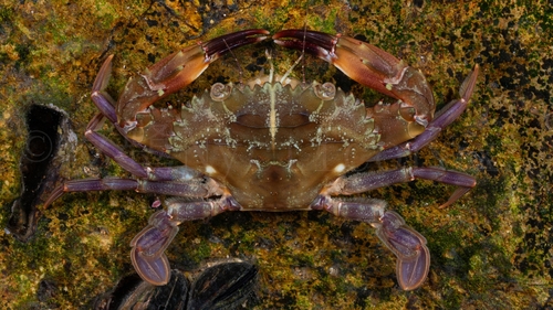 Indo-Pacific Swimming Crab