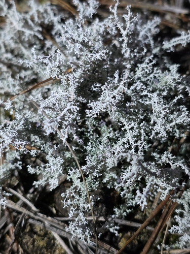 Stereocaulon ramulosum observed 2026-10-11