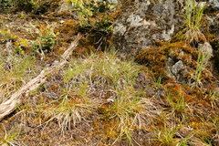 Carex rossii