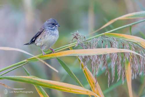 Black-faced Bunting