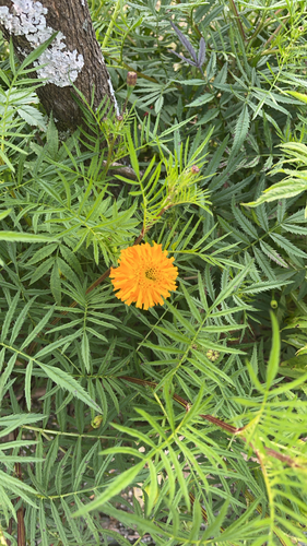 Tagetes erecta observed 2026-10-11