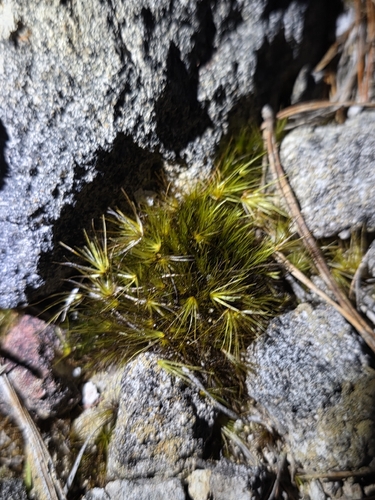 Campylopus clavatus observed 2026-10-11