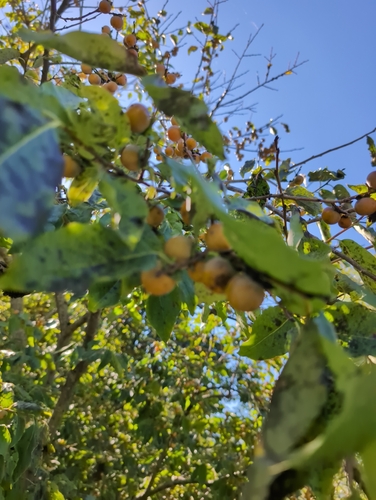 Diospyros lotus observed 2026-10-11