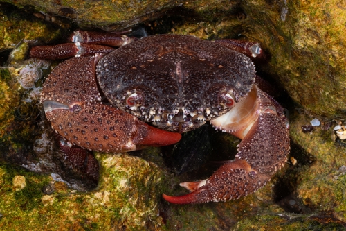 Ferocious reef crab