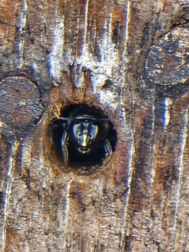 Meroglossa impressifrons penetrata
