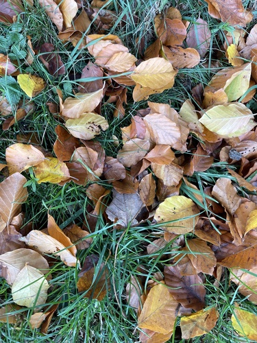 European beech