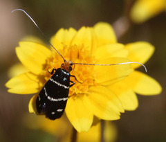 Adela trigrapha