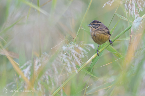 Yellow-breasted Bunting