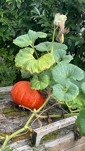Cucurbita maxima observed 2026-10-11