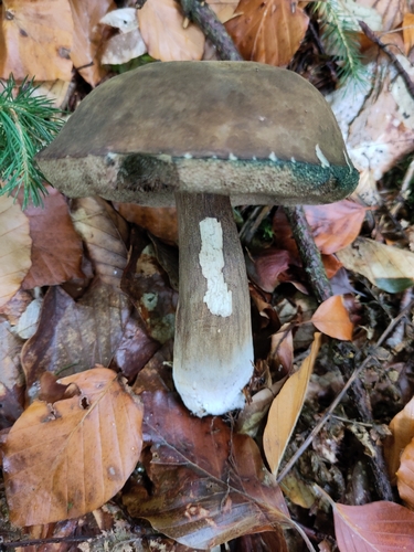 Dusky Bolete