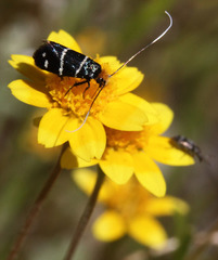 Adela trigrapha