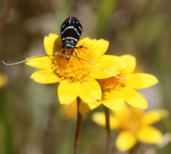 Adela trigrapha