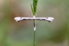 Platyptilia