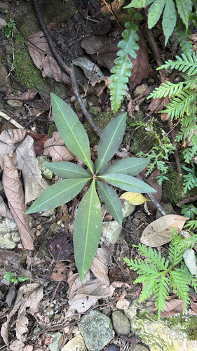 Ardisia sieboldii observed 2026-10-11