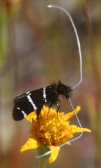 Adela trigrapha