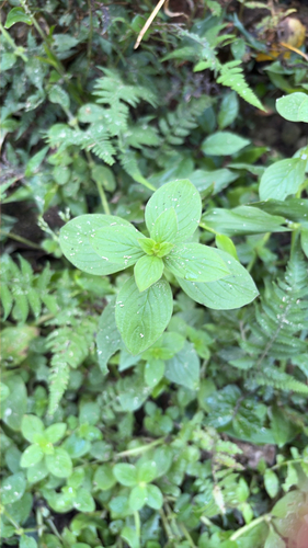 Spermacoce latifolia observed 2026-10-11