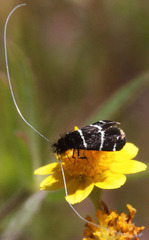 Adela trigrapha