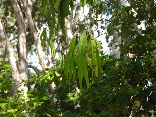 Melaleuca leucadendra observed 2026-10-11