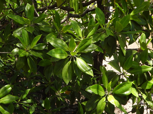 Bruguiera gymnorhiza observed 2026-10-11