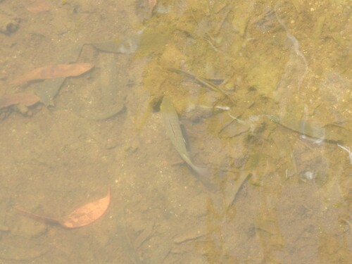 Lutjanus argentimaculatus observed 2026-10-11