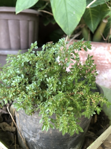 Artillery Plant