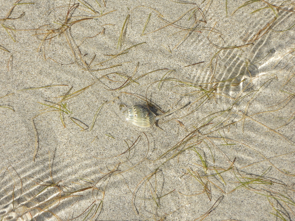 Nassarius graphiterus