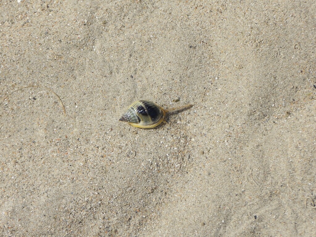 Nassarius pullus