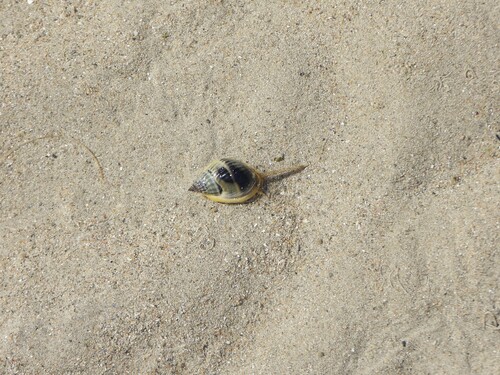 Nassarius pullus observed 2026-10-11