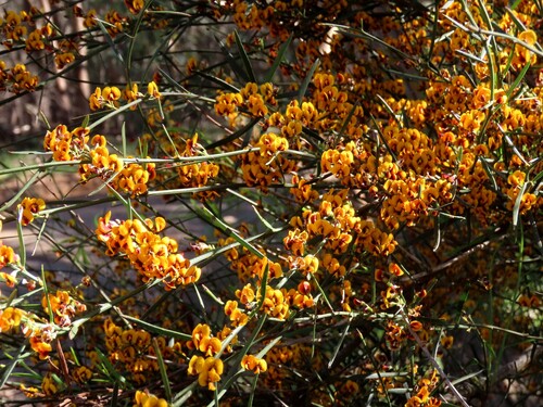 narrow-leaf bitter-pea