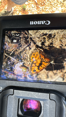 Wall Brown