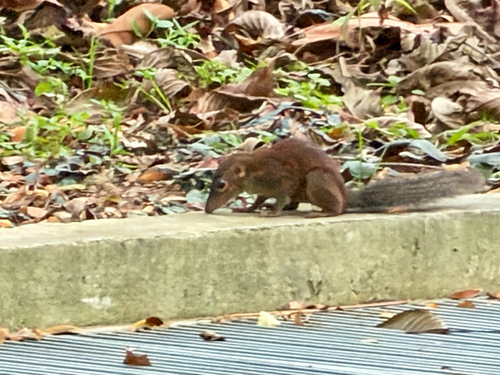 Tupaia glis observed 2026-10-11