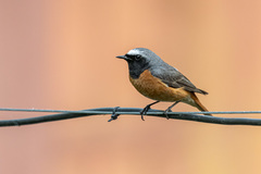 Phoenicurus phoenicurus