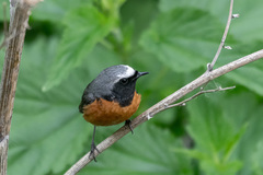 Phoenicurus phoenicurus