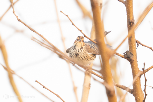 Little Bunting