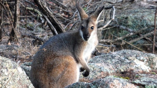 Red-necked Wallaby
