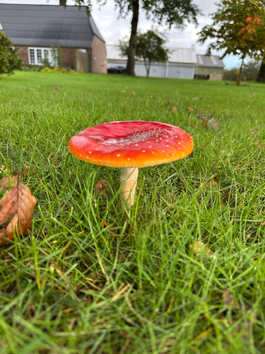 Fly Agaric